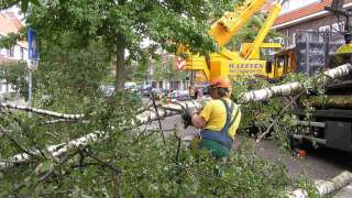 rooien berken boom in eindhoven breda tilburg biezenmortel udenhout berkel enschot esch boxtel liempde veldhoven reeshof de blaak amsterdam rotterdam dordrecht utrecht wijk en aalburg